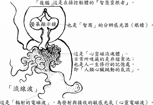 整个人体的构造