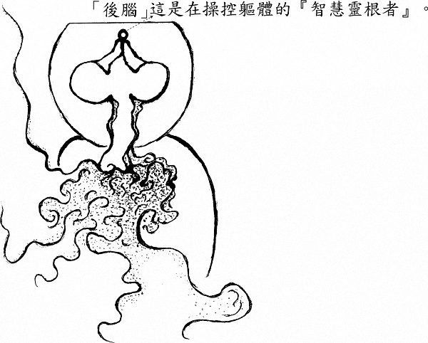 「後腦」—人類的『智慧靈根者』